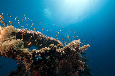 Tropical Marine Life In The Red Sea Stock Image Image