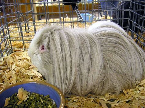 Other than the hay, it's a good idea to feed your cavy two times a day. Can Guinea Pigs Eat Their Own Poop? - Online Guinea Pig Care
