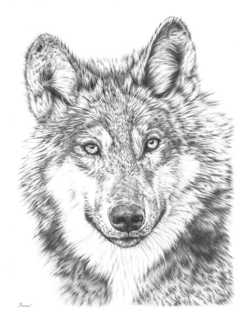 Want to discover art related to lineartwolf? Pencil Drawing of a Wolf | Remrov's Artwork