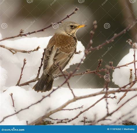 Fieldfare Bird Sitting On A Snow Covered Tree Stock Photo Image Of