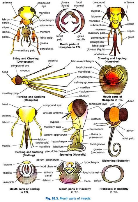 55 Awesome Mouthparts Of Insects Biology Discussion Insectza