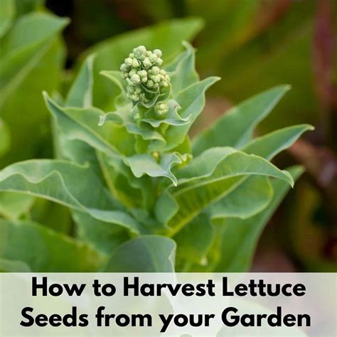How To Harvest Lettuce Seed Together Time Family