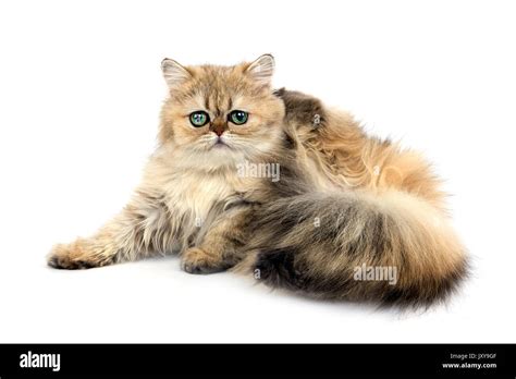 Golden Persian Cat Hi Res Stock Photography And Images Alamy