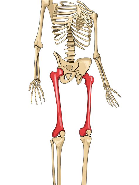 The Femur Is The Bone In The Leg That Connects To The Pelvis