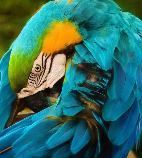 African Blue Parrot Photograph By Patty Macinnis