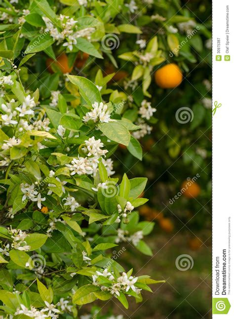 Orange Tree Blossom Stock Image Image Of Citrus Sunny 30975387