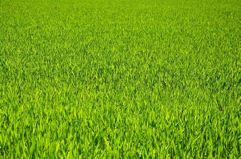 Grass Meadow Grain Free Photo On Pixabay Pixabay