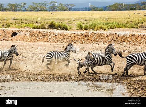 Zebras In The Watering Hole Mud Serengeti National Park Tanzania