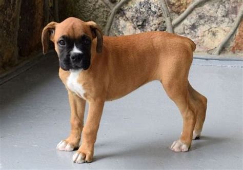 Below is a sample search of our boxer breeders with puppies for sale. Boxer Puppies For Sale | Seattle, WA #246597 | Petzlover