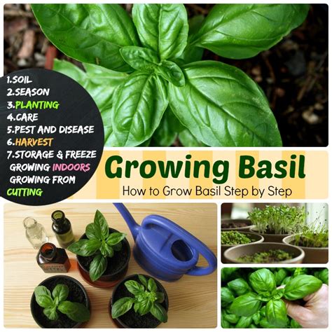 Growing Basil 7 Steps How To Grow Basil Planting To Harvest And Storage