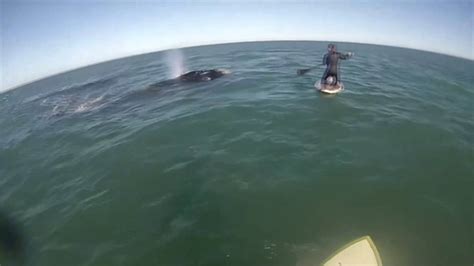 ゆこ On Twitter Rt Reutersjapan 動画：パドルボード中にクジラ12頭に囲まれる、アルゼンチン沖