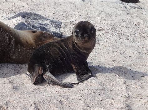 Baby Sea Lion Galapagos Island Ecuador Baby Sea Lion Galapagos Sea