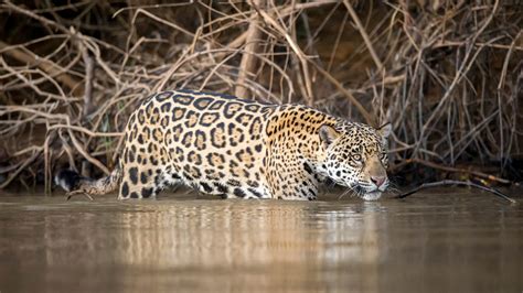 Tracking The Jaguar In The Amazon