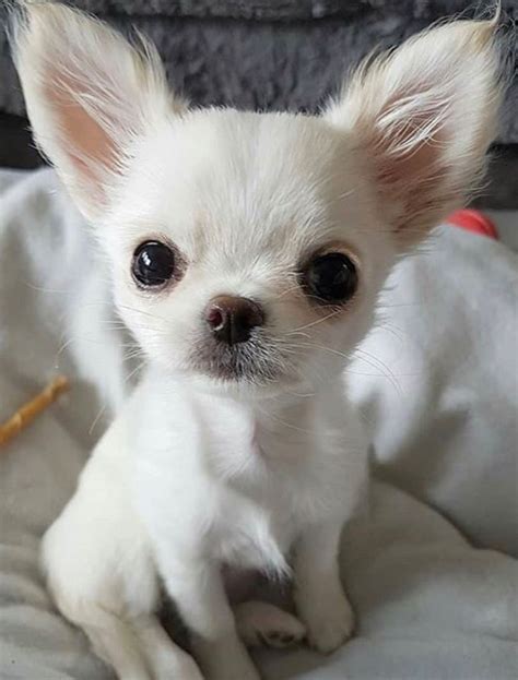 Pin By Sodré On Cãesdog Chihuahua Puppies Cute Chihuahua Chihuahua
