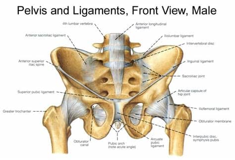 Of course, this is only one view, and i didn't draw all the movements etc, but really that would how to draw the male torso from the front. Bony Pelvis Anatomy | Bone and Spine