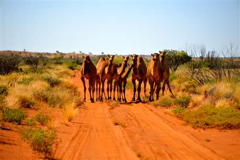 Gibson Desert Outback Australia Australia South Australia Trees