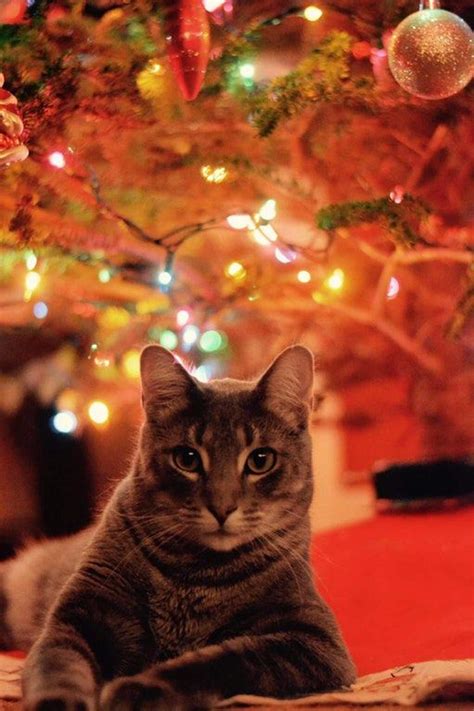 13 Cheery Christmas Photos Of Cats And Dogs Mnn Mother