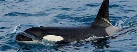 Iceland Whale Watching February - Three Species Day in Snaefellsnes