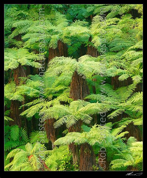 New Zealand Tree Ferns Growing In Abundance Mostly Soft Tree Ferns