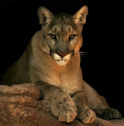 Dnr Confirms Three Recent Cougar Sightings In Upper Peninsula