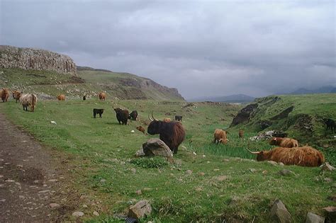Filehighland Cattle On Canna Wikimedia Commons