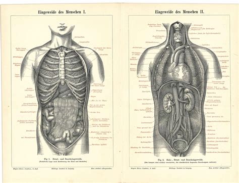 Original Antique Print Of Human Anatomy Chest And Abdomen Etsy