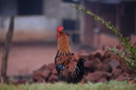 Rooster Cock Bird Free Photo On Pixabay