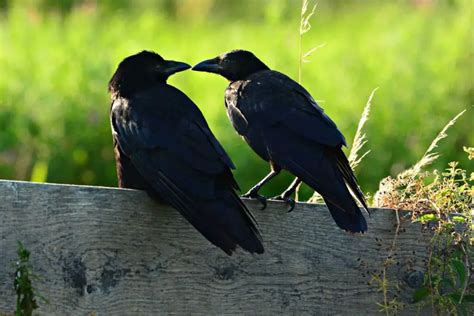 Are Crows Male Or Female How Do You Identify A Male Crow From A Female