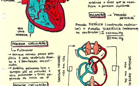 Sistema Circulatorio Mapa Mental Otosection