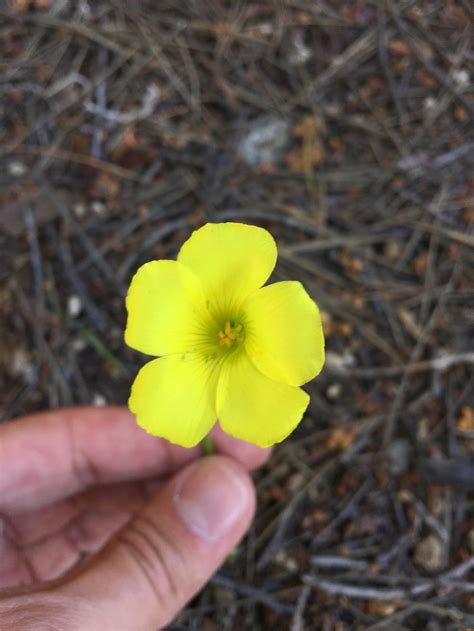 Southern California Yellow Flowerweed In The Plant Id Forum