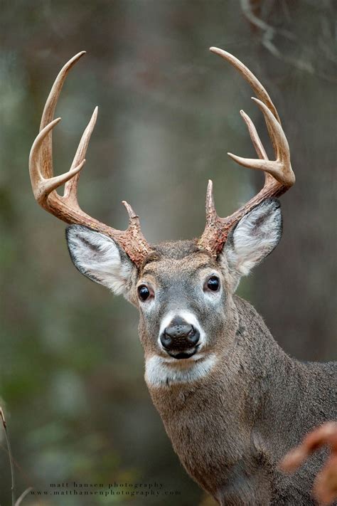 A Big 10 Point Buck Looks Startled And Surprised By The Camera