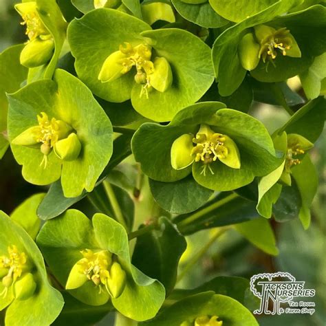 Buy Euphorbia Amygdaloides Var Robbiae Wood Spurge In The Uk