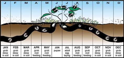 Grub Damage In Your Lawn This Spring