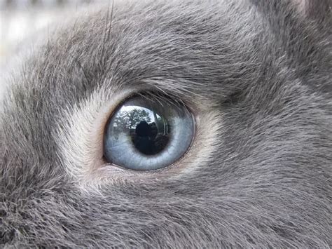 7 Types Of Rabbit Eye Colors And Their Rarity With Pictures Pet