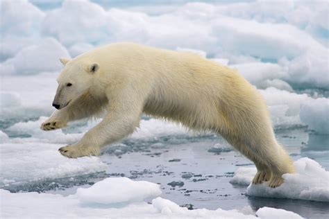 Polar Bear Greenland National Animal Full Desktop Backgrounds