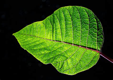 Green Leaf Plant · Free Stock Photo