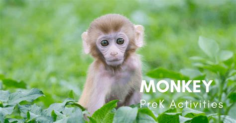 Monkey Activities For Preschool