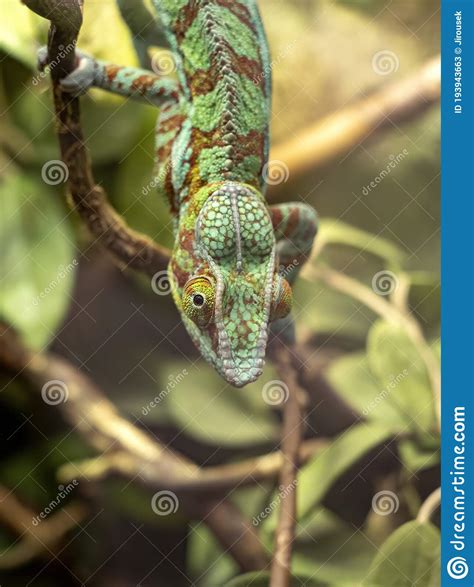 Portrait Of A Panther Chameleon Furcifer Pardalis Which Belongs To