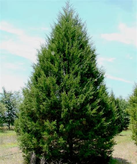 Juniperus virginiana Pépinière Jasmin