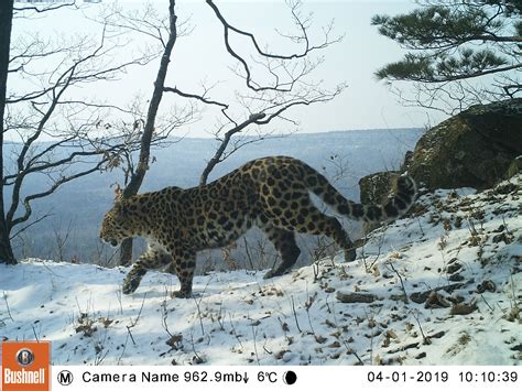 Monitoring Amur Leopards And Tigers Wildcats