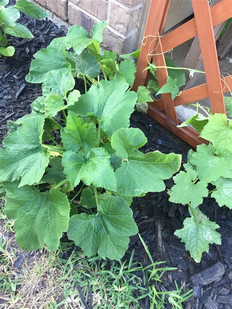 Zucchini plants are generally considered easy to grow, but there are several common zucchini growing problems that can affect the production of your plants. Does anyone know why my zucchini squash won't grow any ...