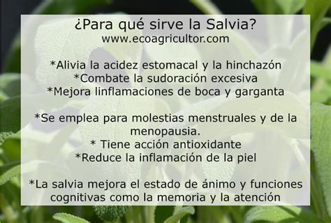 Salvia Acci N Terap Utica Usos Y Posibles Efectos Adversos