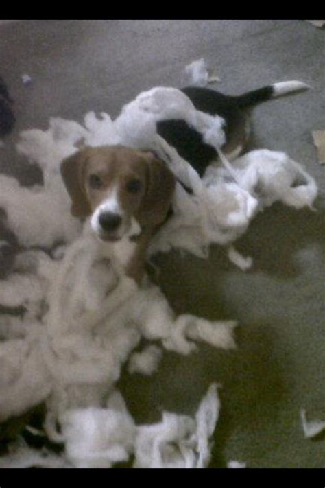 Beagle Mischief Our Beagle World Forums