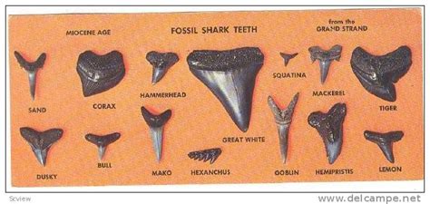 Myrtle Beach - Delcampe.com | Shark teeth, Shark teeth crafts, Shark