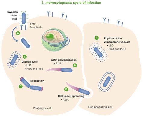 Listeria Monocytogenes Infektion Listeriose Lecturio