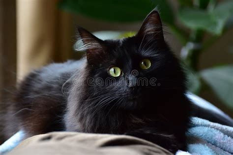 Fluffy Black Cat With Yellow Eyes Sitting In A Sunbeam Stock Photo