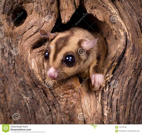 Closeup Of A Sugar Glider Squirrel Stock Photo Image Of Claws