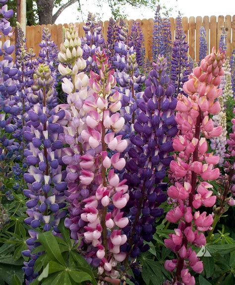 Russell Lupine Lupinus Polyphyllus Applewood Seed Company