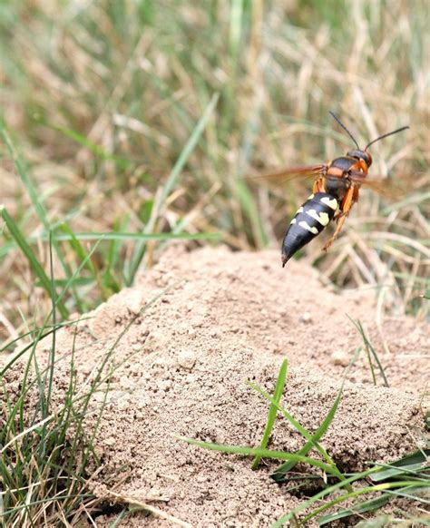 Top 10 How To Get Rid Of Cicada Killer Wasps Naturally