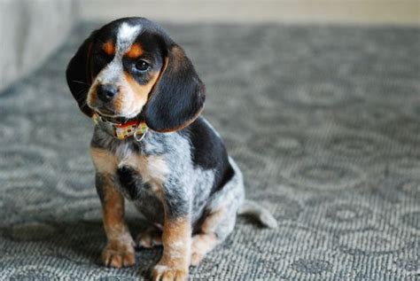 Blue Beagle Puppy